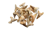 Фосил зъб от акула Shark Tooth Fossil by Unknown